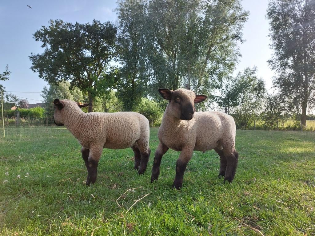Hampshire Down lammeren, Dieren en Toebehoren, Meerdere dieren, Schaap, 0 tot 2 jaar