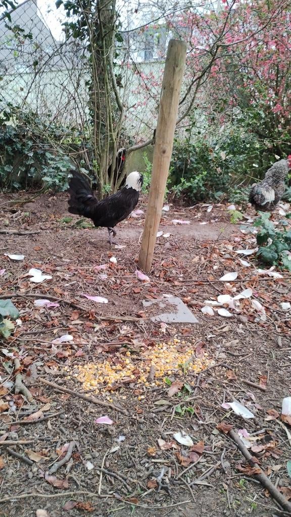 Hollandse kuifhoen haan