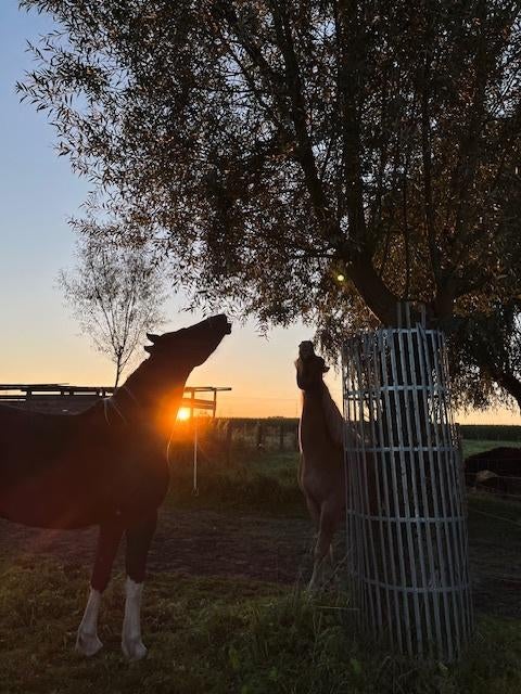 Plaats vrij in kudde in Kontich, Dieren en Toebehoren, Weidegang, 1 paard of pony