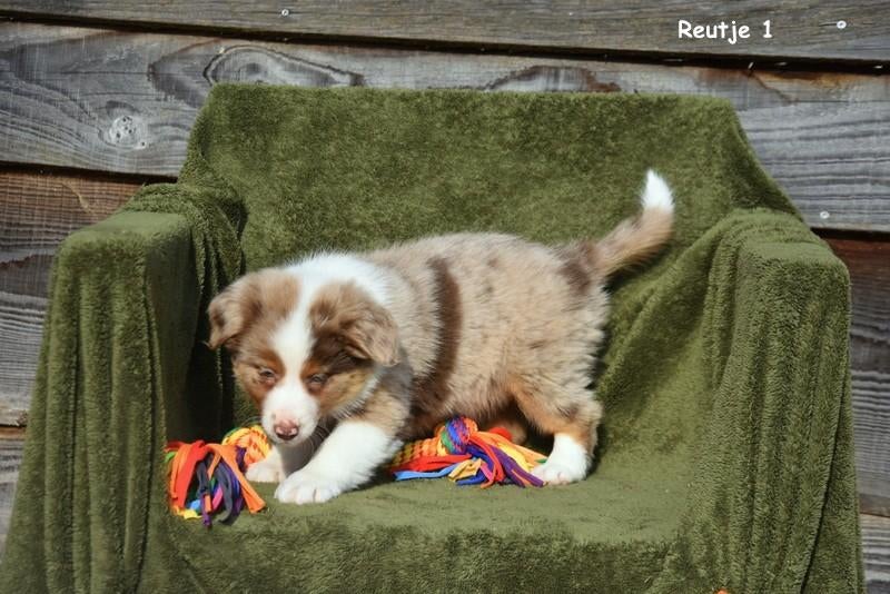 Prachtige Chocolat Merle Tan Border Collie pupjes, Animaux & Accessoires, Colley, Plusieurs, Hépatite contagieuse (maladie de Rubarth)