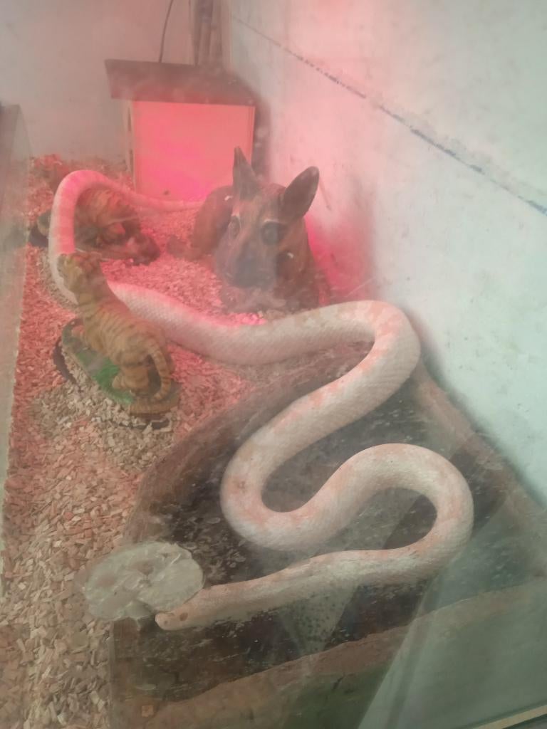 Pantherophis des neige, Animaux & Accessoires, Enlèvement, Utilisé, Autres types