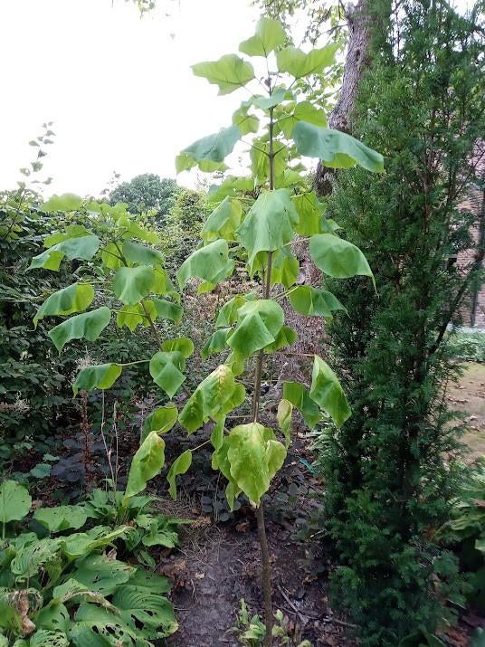 Catalpa boompjes 5€ per stuk., Tuin en Terras, Planten | Bomen, Ophalen