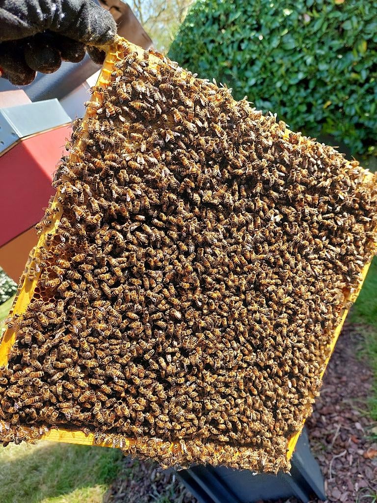 Buckfast bijenvolk op 11-ramen simplex, Dieren en Toebehoren, Bijen