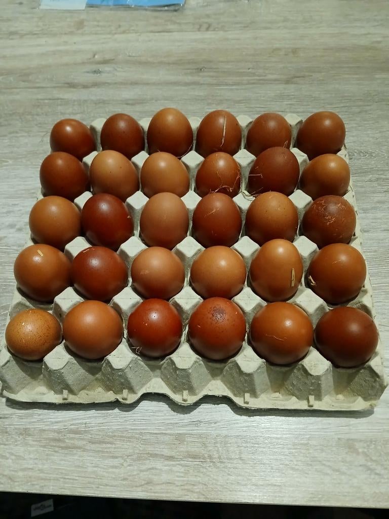 Broedeieren marans zwart koper, Animaux & Accessoires