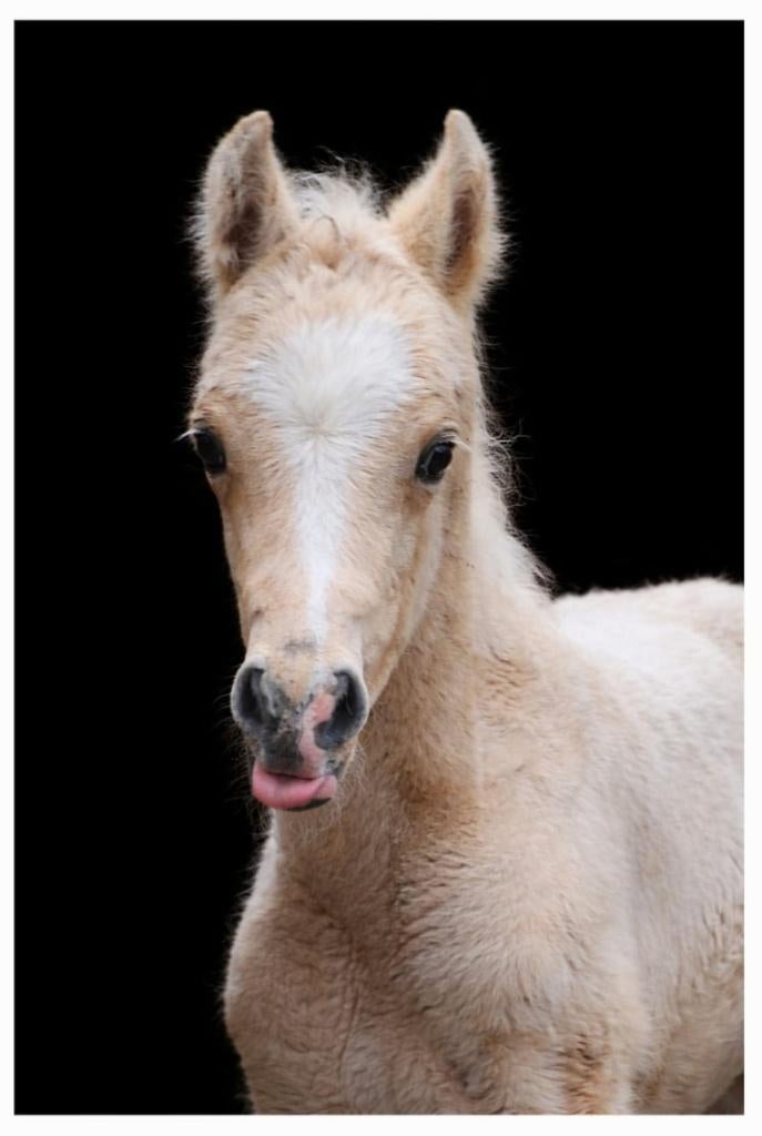 Pouliche Palomino '26, Animaux & Accessoires, Chevaux, Moins de 160 cm, Ne s'applique pas, 0 à 2 ans, Jument