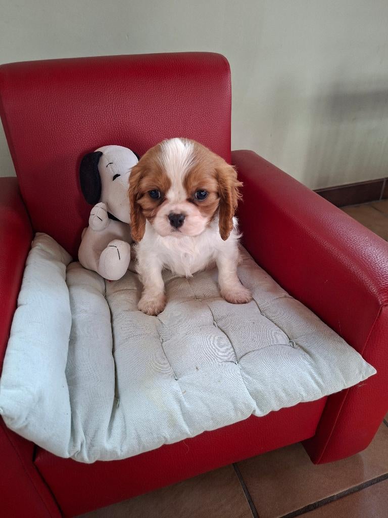 Prachtige cavalier king charles pups van geteste ouders, Dieren en Toebehoren, Parvo, België, Fokker | Hobbymatig, Reu