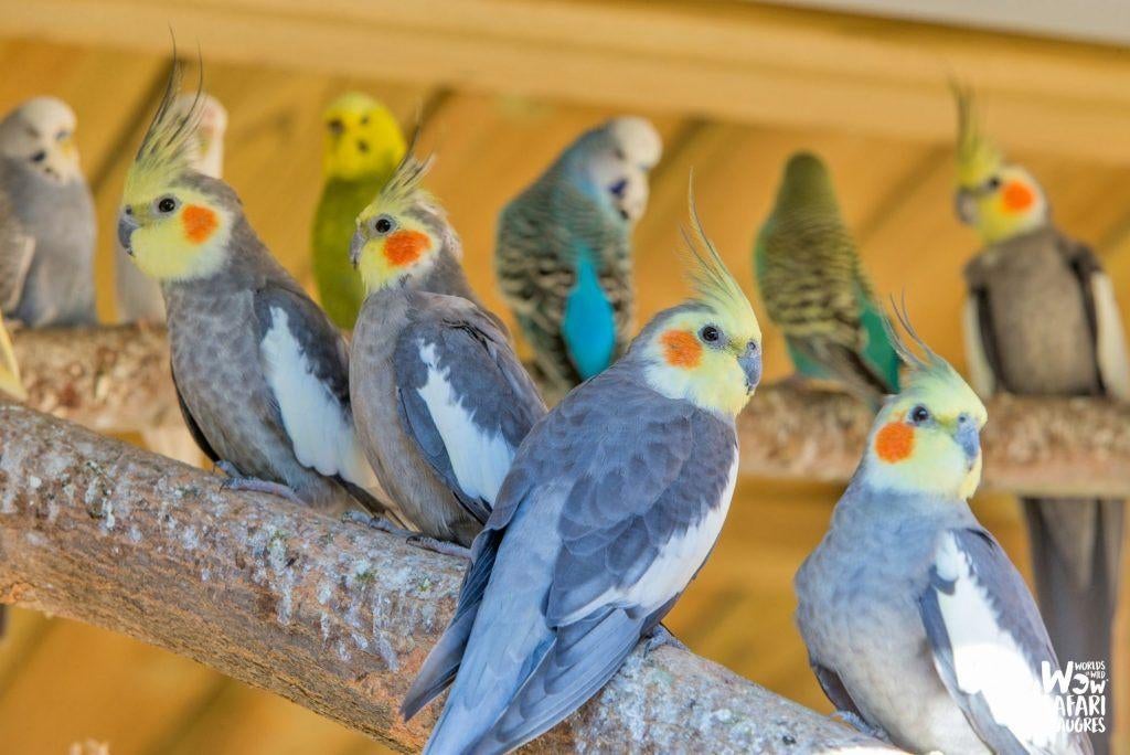 CHERCHE calopsitte (Adulte et jeunes pour élevage a la main)