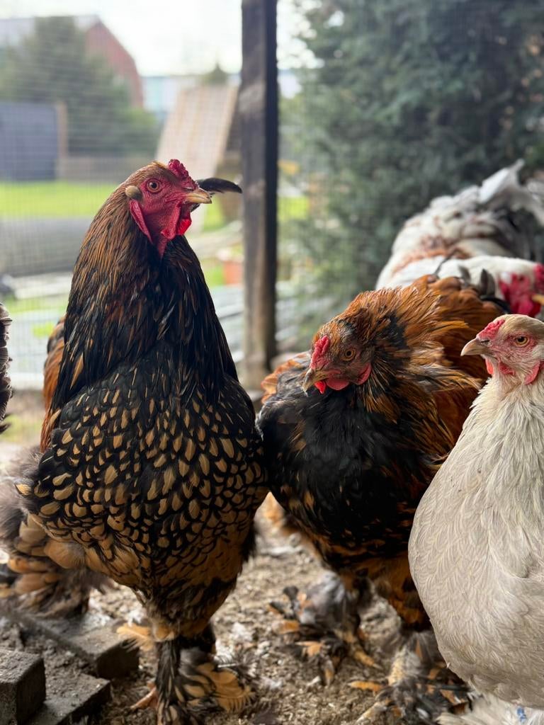 Brahma groothoender hanen goud-zwart, Mâle, Poule ou poulet