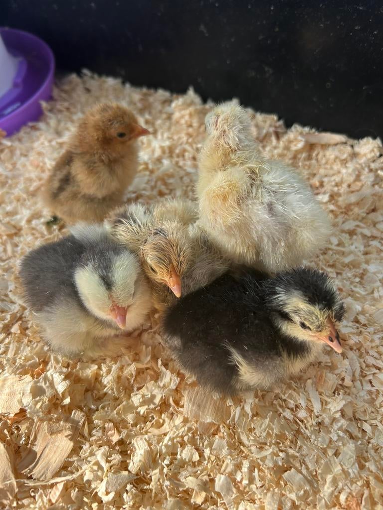 Cochin Kriel Kuikens ~ RASZUIVER, Dieren en Toebehoren