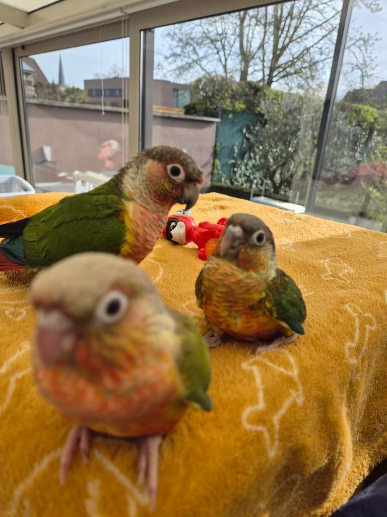 Pyrrhura, Dieren en Toebehoren, Vogels | Parkieten en Papegaaien, Tam