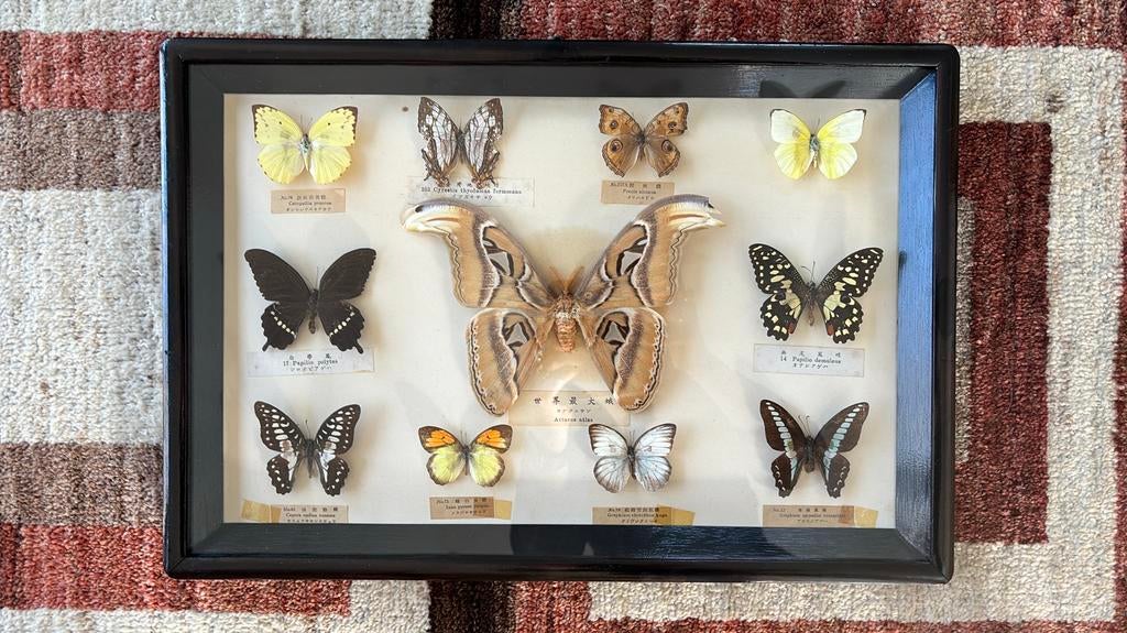 Cadre vintage avec 11 papillons, Antiquités & Art, Enlèvement