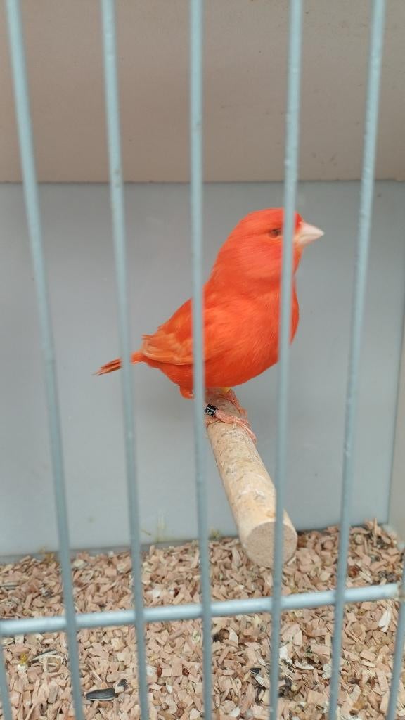 Ruim aanbod kanaries, Dieren en Toebehoren, Vogels | Kanaries