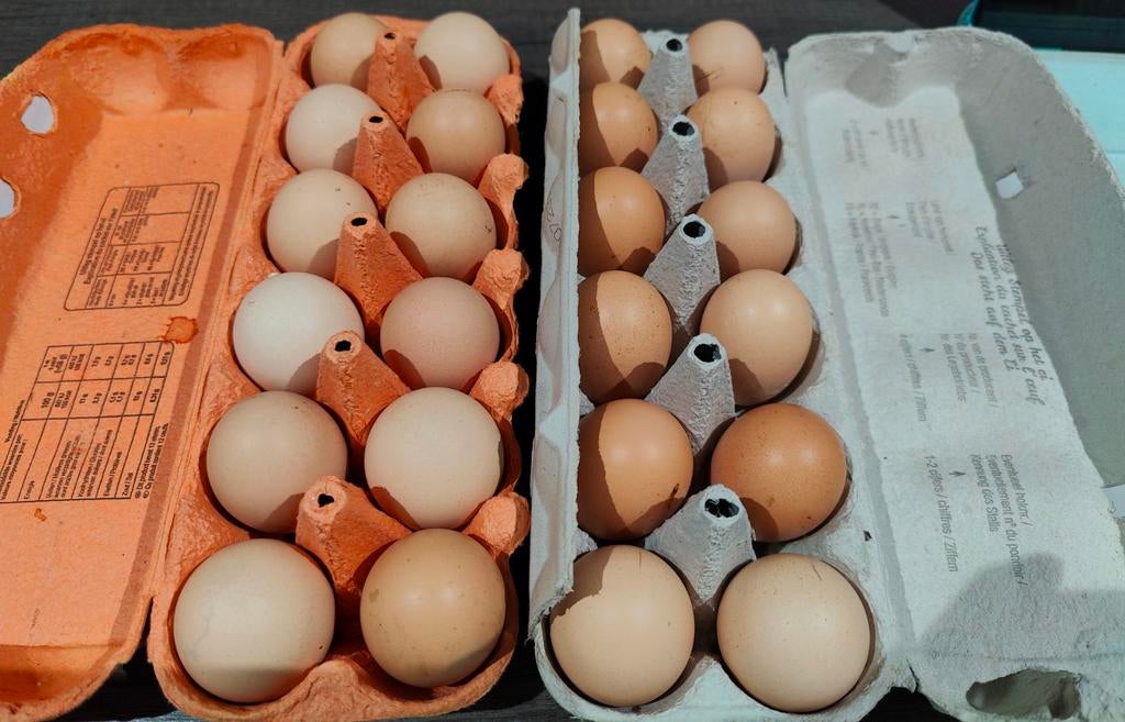 Dagelijks Verse eieren, Dieren en Toebehoren, Ophalen