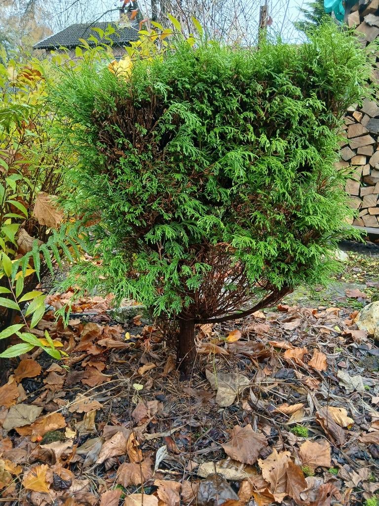 Struik (cipres), Tuin en Terras, Ophalen, Struik