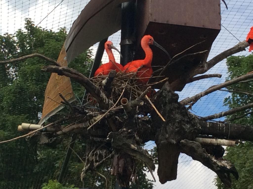 Rode ibis, Dieren en Toebehoren, Vogels | Overige Vogels, Geringd