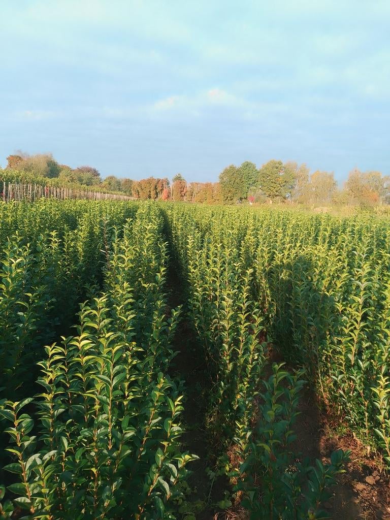 Ligustrum, Jardin & Terrasse, Enlèvement ou Envoi, Troène, Haie, 100 à 250 cm