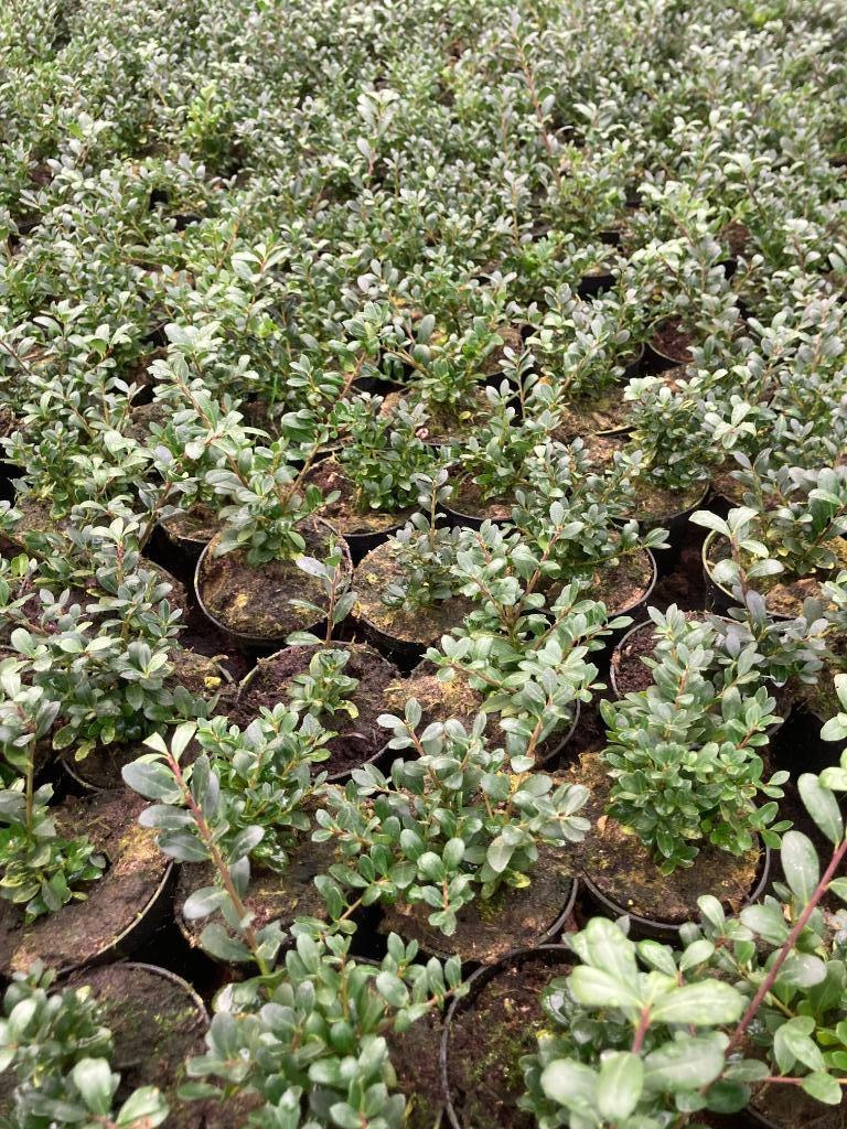 Ilex crenata 'Dark verde', Hagen en sierheesters., Ophalen, Buxus, Minder dan 100 cm