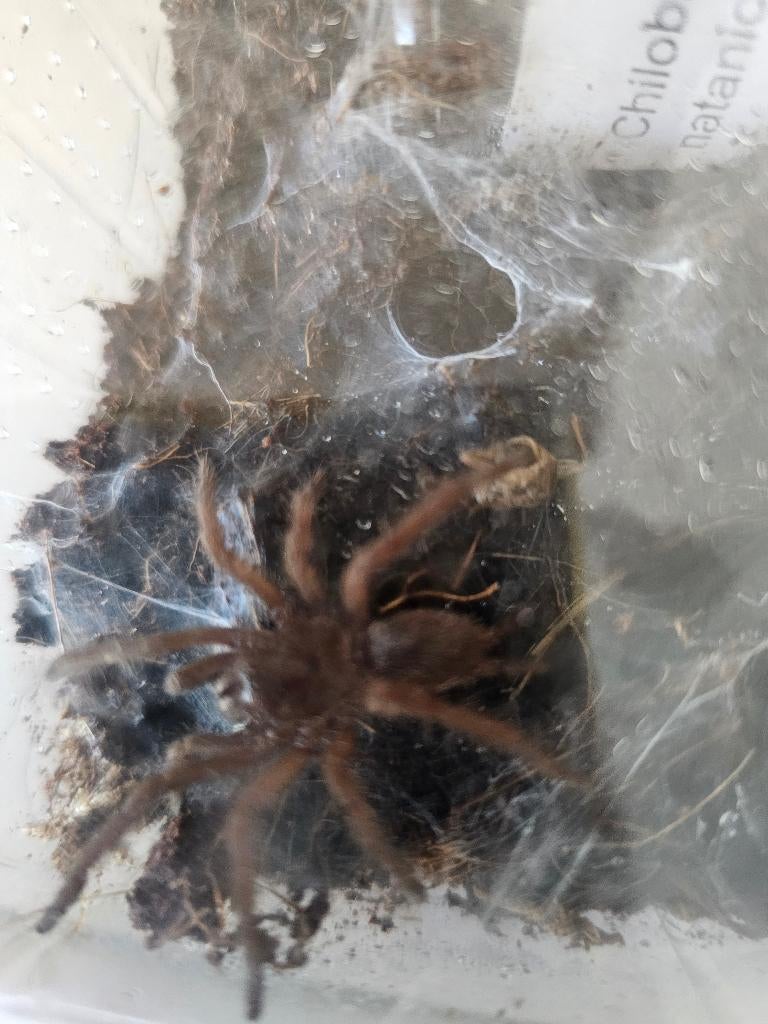 hilobrachys natanicharum (electric blue) En een murinus, Spin of Schorpioen