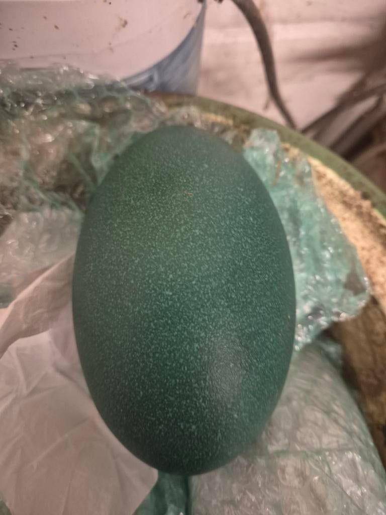 Œufs d'émeu non fécondé à  consommer ou pour décoration, Enlèvement ou Envoi