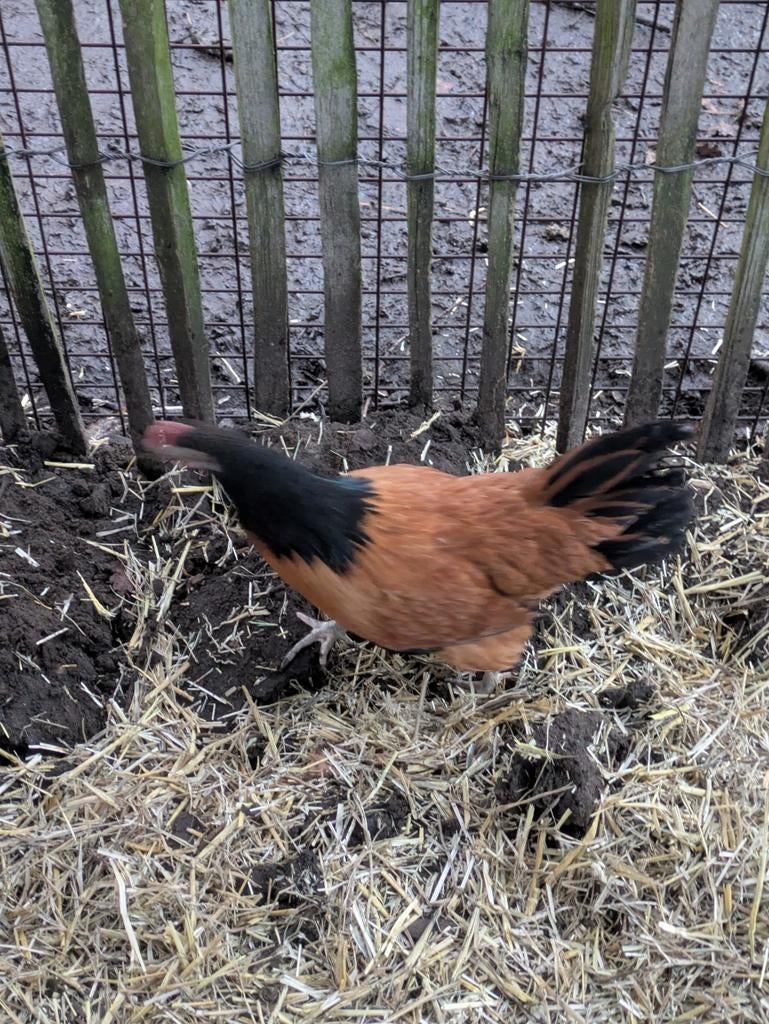 Vorwerk hennen, Dieren en Toebehoren