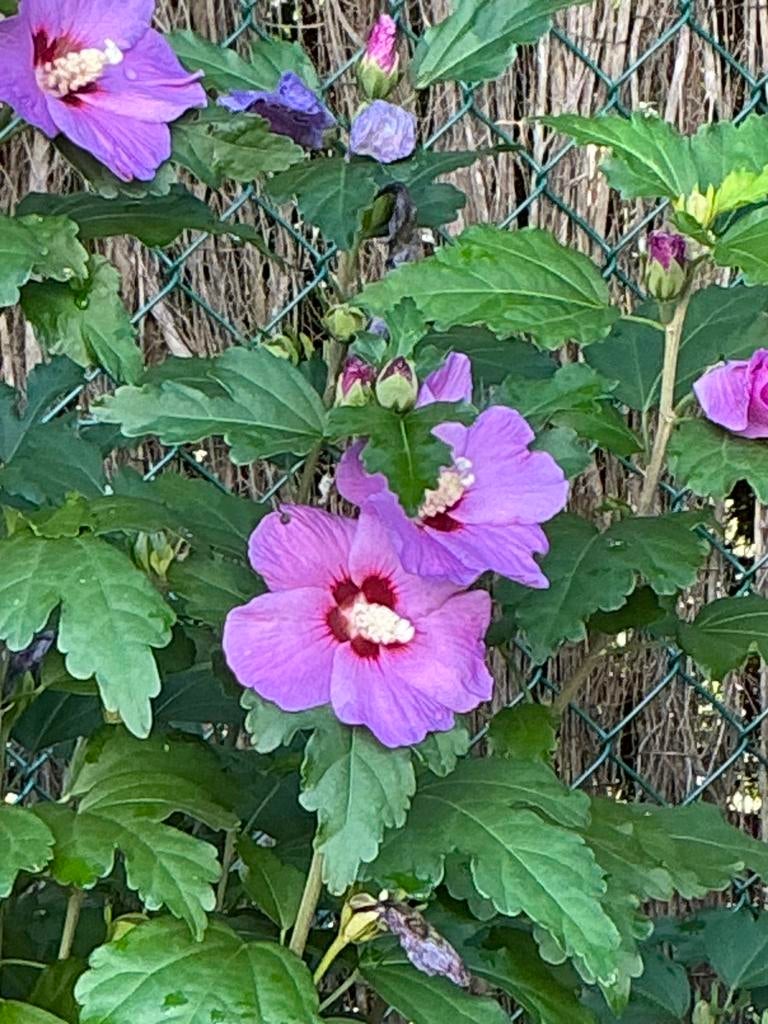 Jeunes pousses d'hibiscus., Enlèvement, Autres espèces, Arbuste, 100 à 250 cm