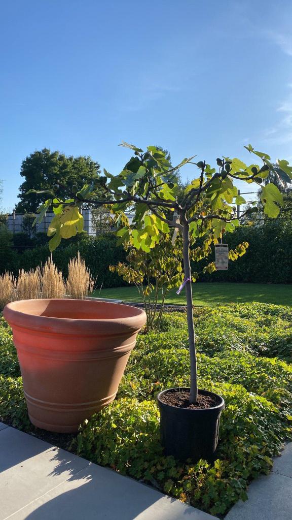 grote plastieke plantenbak - terracota look, Tuin en Terras, Ophalen, Kunststof, Gebruikt, Rond