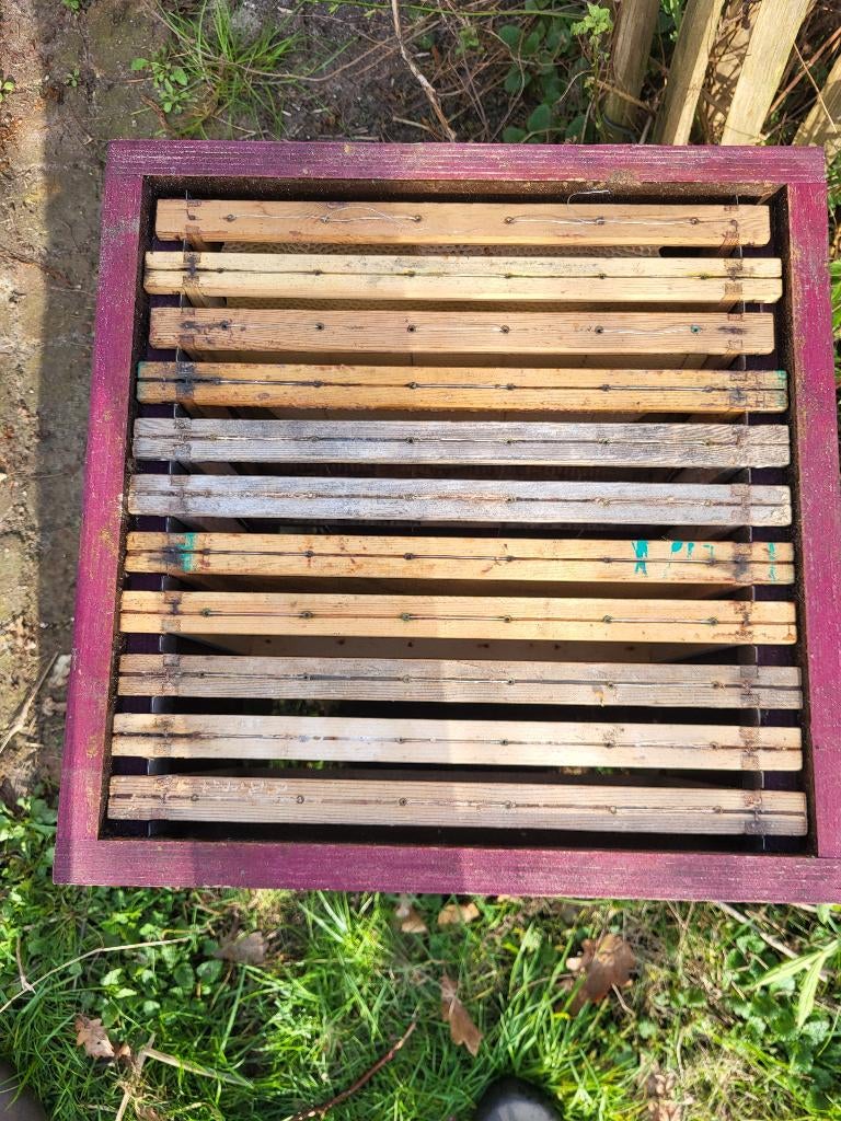 bijen - simplex - broed - honing - bijenkast, Dieren en Toebehoren, Bijen