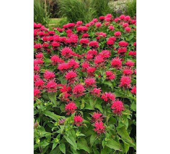 Monarda 'cambridge scarlet', Tuin en Terras, Planten | Tuinplanten, Vaste plant, Volle zon, Zomer, Ophalen
