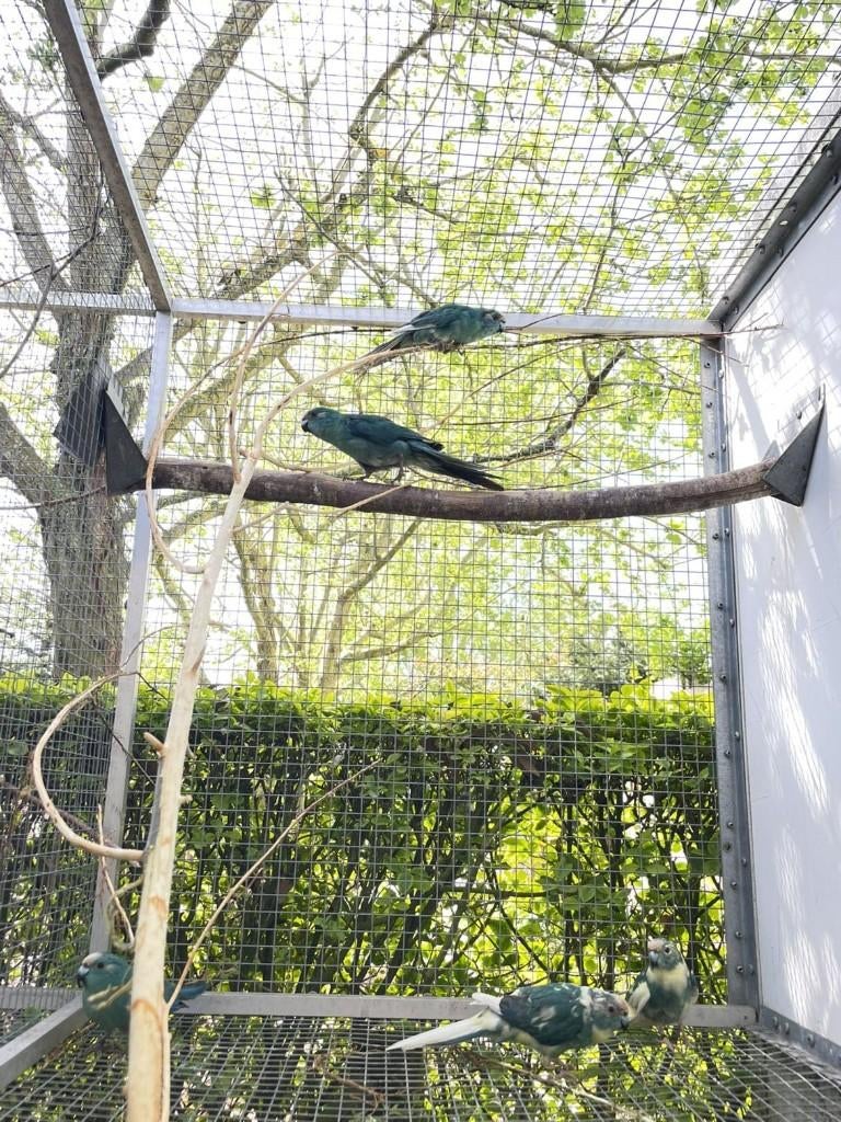 perruche, Plusieurs animaux, Perruche, Bagué