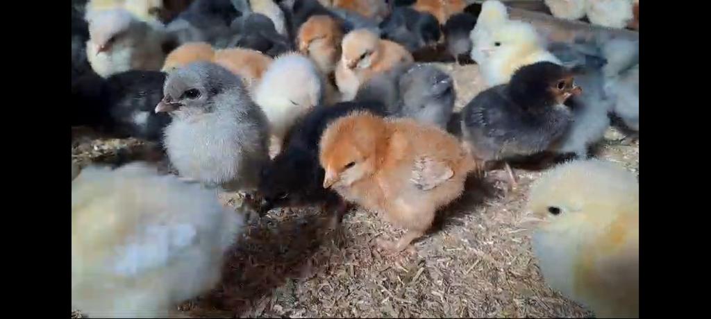 poussins d'un jour 13 races différentes pour 26 mai, Animaux & Accessoires, Femelle, Poule ou poulet