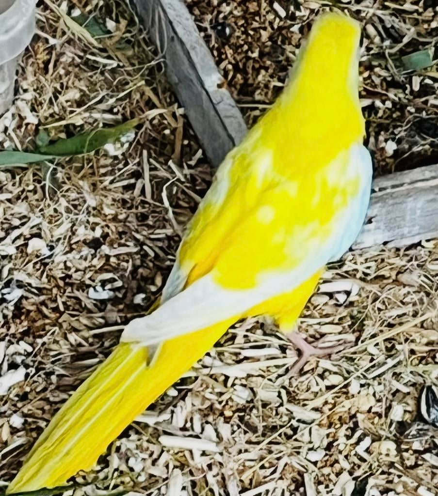 Recherche turquoisine mâle pour cette femelle, Animaux & Accessoires, Oiseaux | Canaris, Mâle