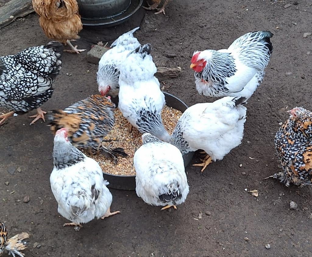 Wyandotte Columbia zwart wit, Dieren en Toebehoren, Pluimvee