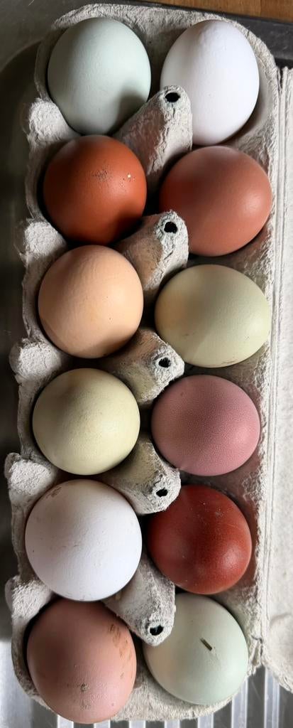 Oeufs fécondés, Animaux & Accessoires, Enlèvement, Neuf, Couveuse