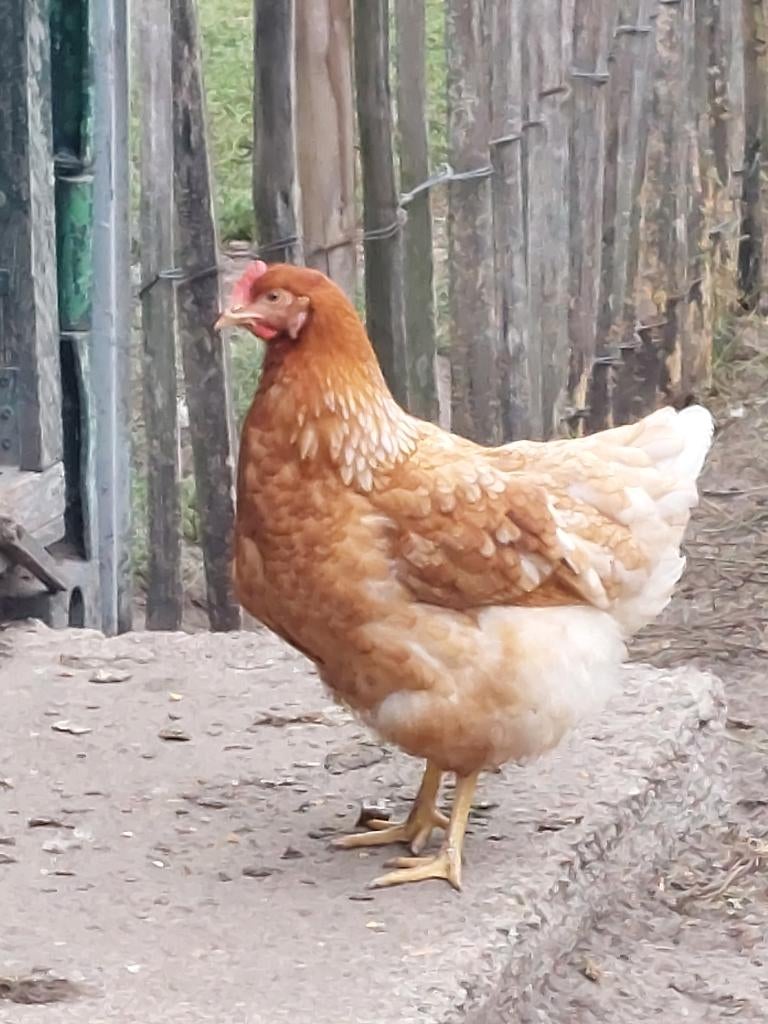 Jonge bruine legkippen (Isa Brown), Dieren en Toebehoren, Pluimvee