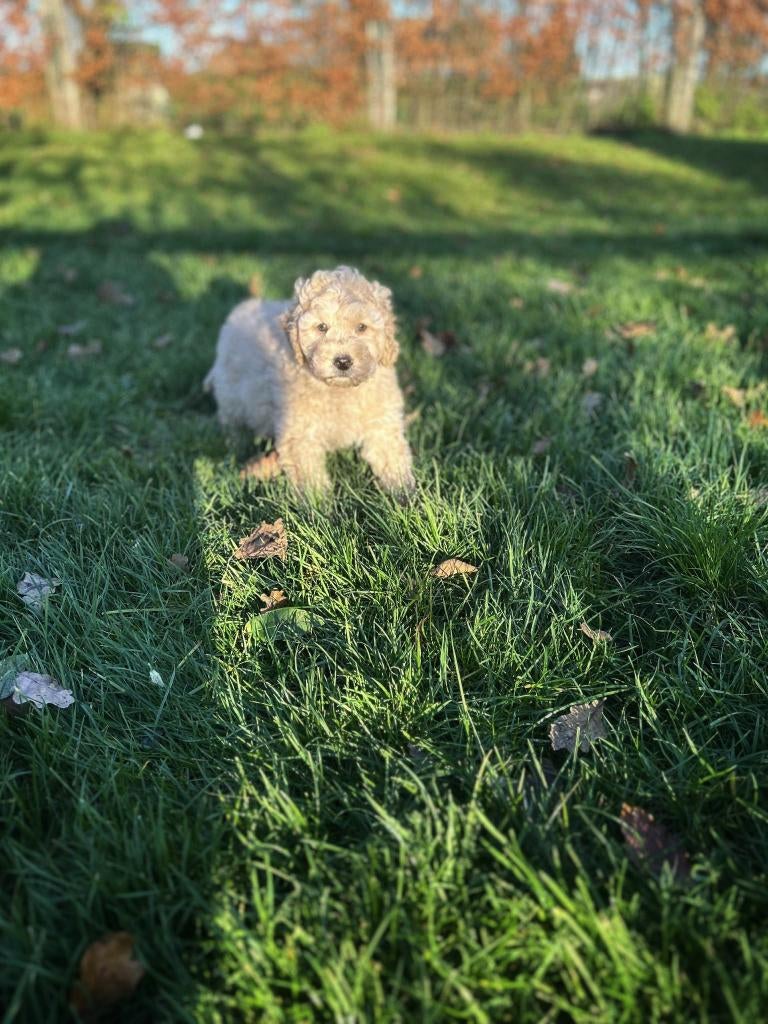 prachtig Labradoodle pupje zoekt baasje!, Parvo, België, 15 weken tot 1 jaar, Reu