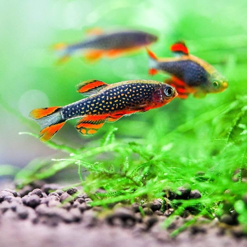 Galaxy Rasbora 10 stuks, Vis, Zoetwatervis, Schoolvis