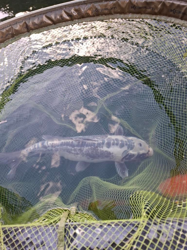 Koi, Dieren en Toebehoren, Vissen | Vijvervissen, Karper of Koi