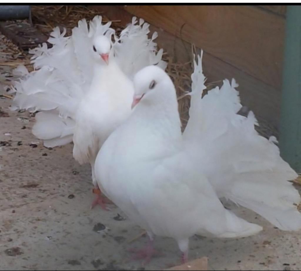 Queue de paon français de Rouen X queue paon fantail Anglais, Dieren en Toebehoren, Vogels | Duiven, Overige soorten, Meerdere dieren