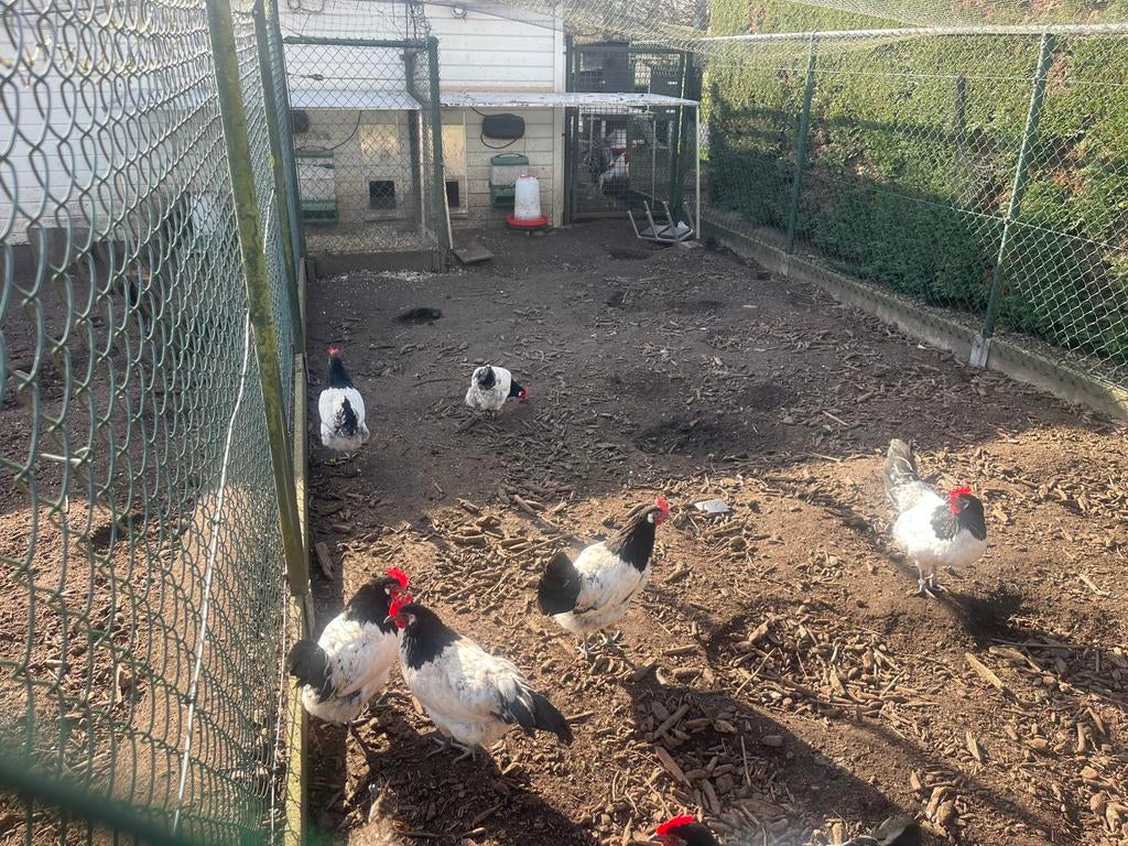 Broedeieren zwarte Lakenvelder, Animaux & Accessoires, Volatiles, Sexe inconnu, Poule ou poulet