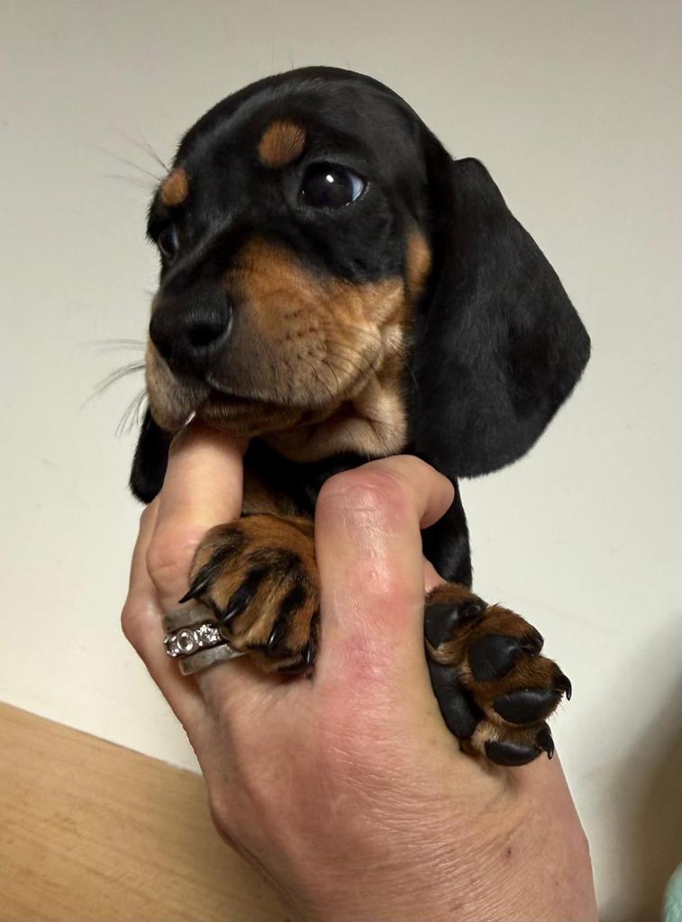 Prachtige dwergteckel teven, Dieren en Toebehoren, Honden | Teckels en Dashonden, Parvo, België, 8 tot 15 weken, Korthaar