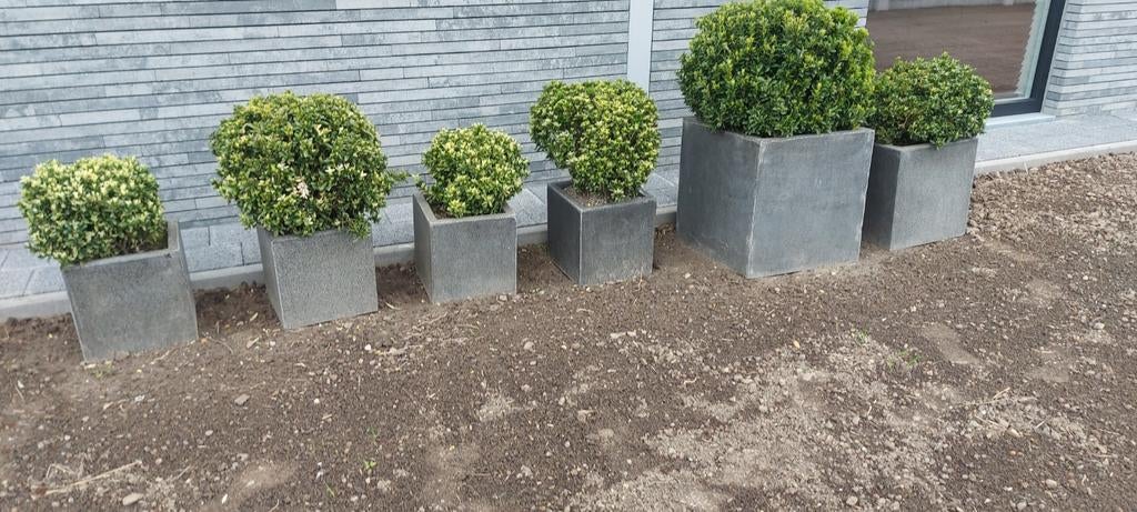 Plantenbak met buxus., Ophalen of Verzenden