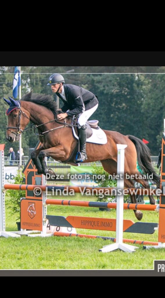 Spring paard te koop, 11 ans ou plus, Hongre, L, Cheval de saut