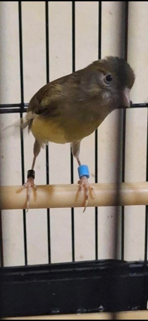 Femelle raza Español 2025  35€, Animaux & Accessoires, Femelle