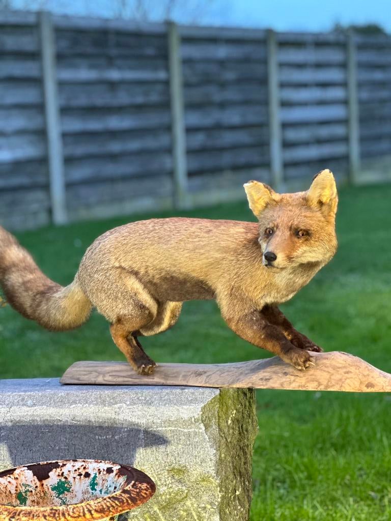 Taxidermie vos, Enlèvement