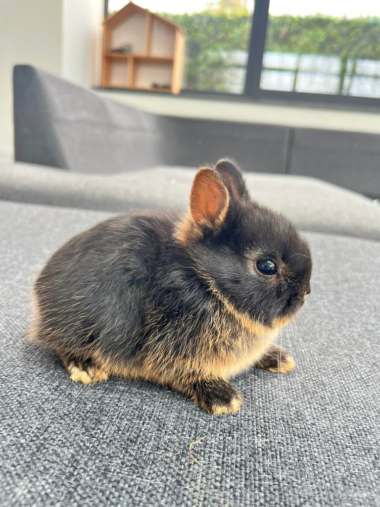 Kleurdwerg konijntjes