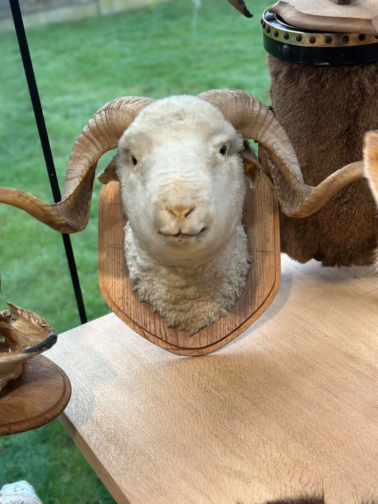 Schaap kop opgezette, Enlèvement ou Envoi