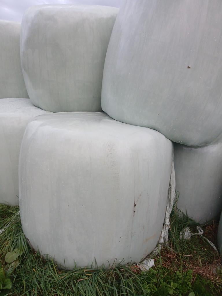 Gras voordroog 2025, Dieren en Toebehoren, Ophalen of Verzenden