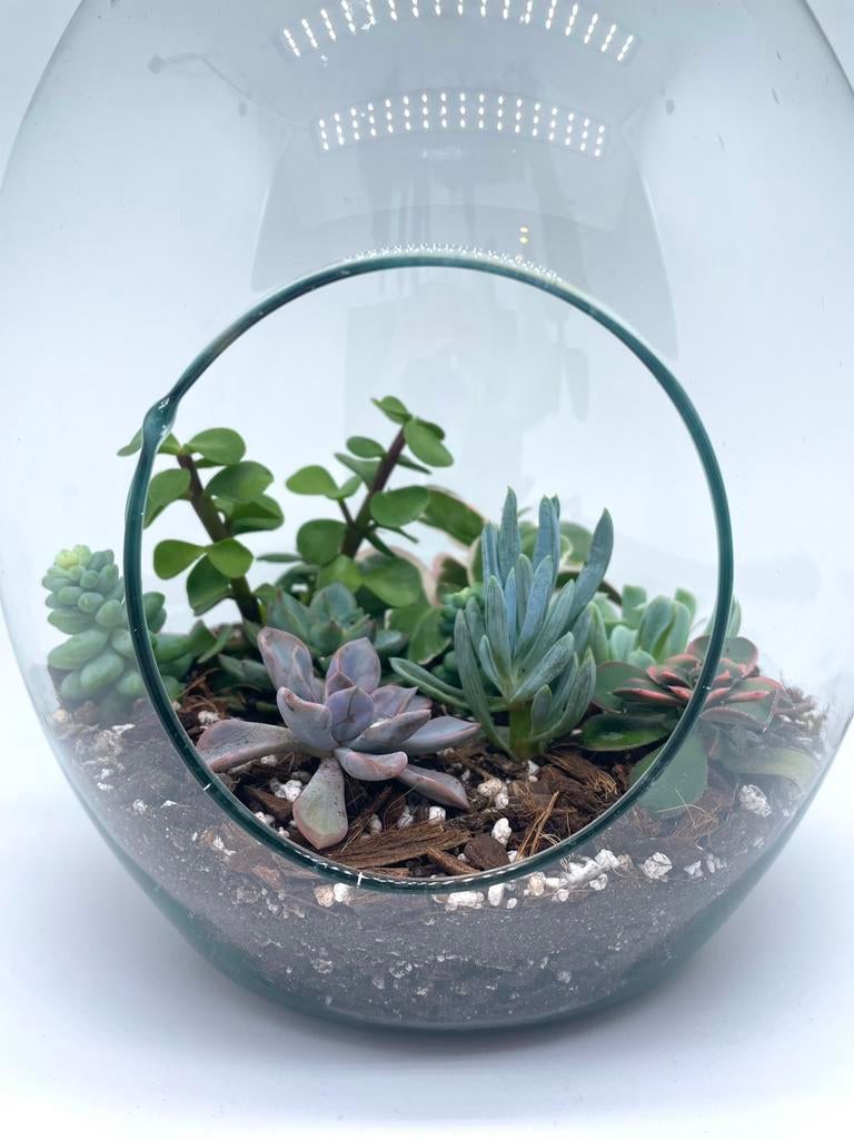 Groot terrarium met vetplantjes, Maison & Meubles, Plantes d'intérieur, Plante succulente, En pot, Plein soleil, Moins de 100 cm