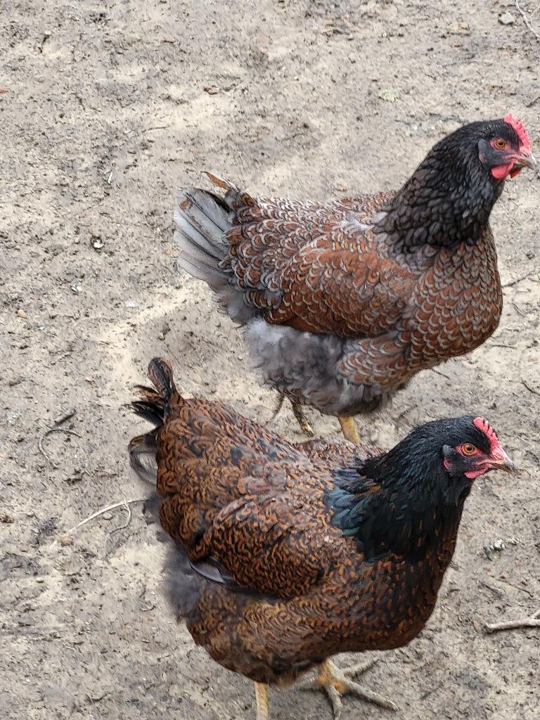 Broedeieren van Barneverder, Sexe inconnu, Poule ou poulet