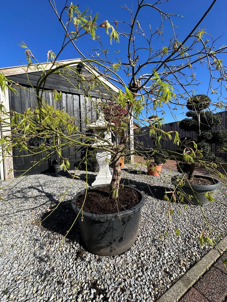 Japanse esdoorn (Acer palmatum), Ophalen, In pot, Halfschaduw